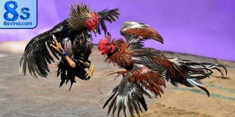 Đá gà mạng là một hình thức giải trí cá cược trực tuyến hấp dẫn, kịch tính