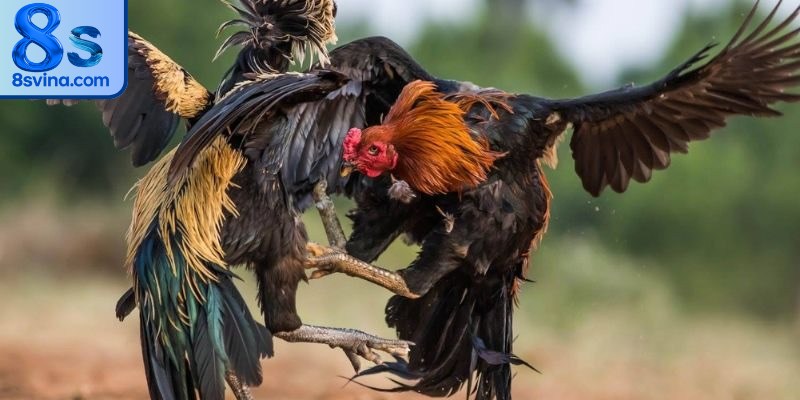 Luật chơi đá gà cựa dao chi tiết, cụ thể dành cho các kê thủ