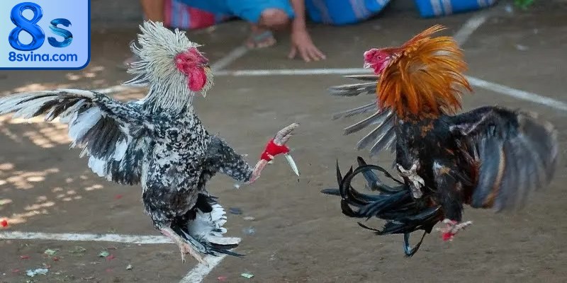 Bí quyết đặt cược đá gà cựa dao chắc thắng từ cao thủ