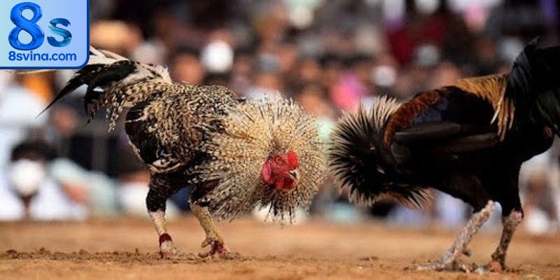 Đá gà Thomo là loại hình giải trí độc đáo, nổi tiếng tại Campuchia