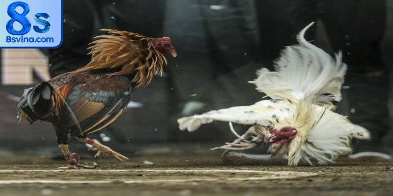 Luật đá gà Thomo chi tiết cho kê thủ tham gia 