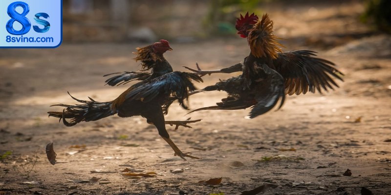 Những điều thú vị khi xem đá gà bình luận viên