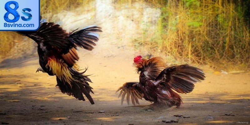 Xem đá gà bình luận viên tại nền tảng uy tín