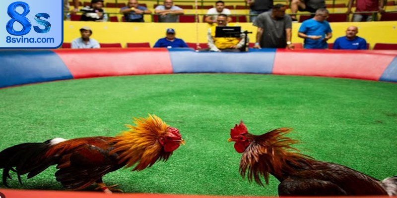 Luật quy định cơ bản của một trận đá gà Campuchia