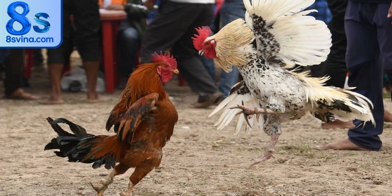 Những quy định cần thiết và luật chơi cần nắm rõ khi tham gia đá gà