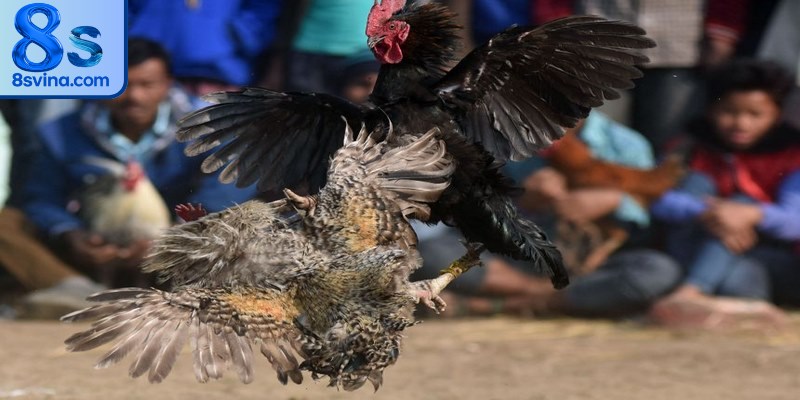 Bật mí kinh nghiệm cá cược gà cựa sắt bất bại từ cao thủ